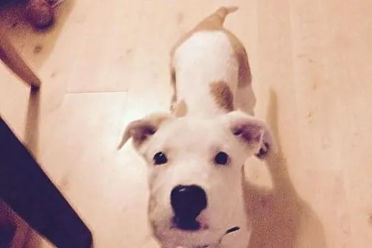 STONKA szczenie mix amstaff czeka na adopcję