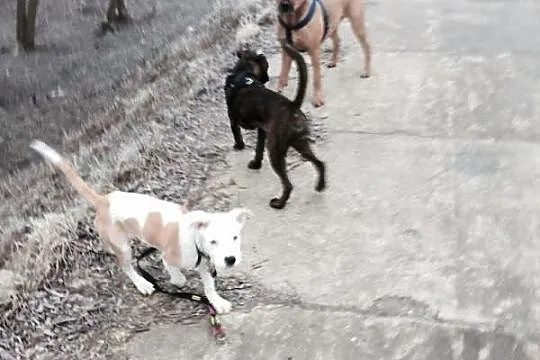 STONKA szczenie mix amstaff czeka na adopcję