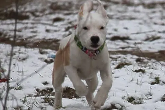 STONKA szczenie mix amstaff czeka na adopcję