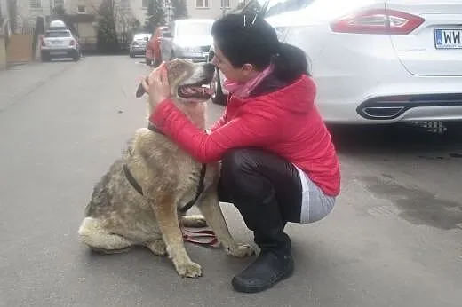 Niewidomy duży starszy pies Misio Bibi szuka domu,