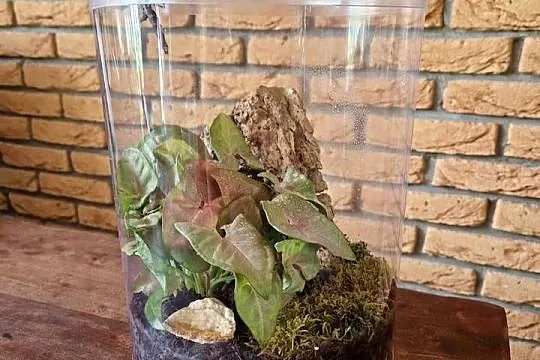 Terrarium z wentylacją - tuba hodowlana 21x35cm - dwie sztuki jedna wysyłka, Śląskie, Mysłowice