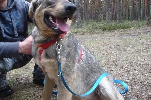 Hej, to ja Beżyk. Mam 7 miesięcy,  małopolskie Kra