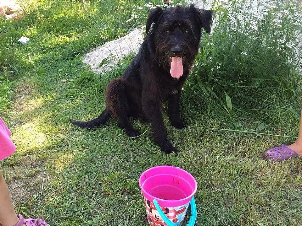 Borys wyrzucony na stare lata! SZNAUCER OLBRZYM AD