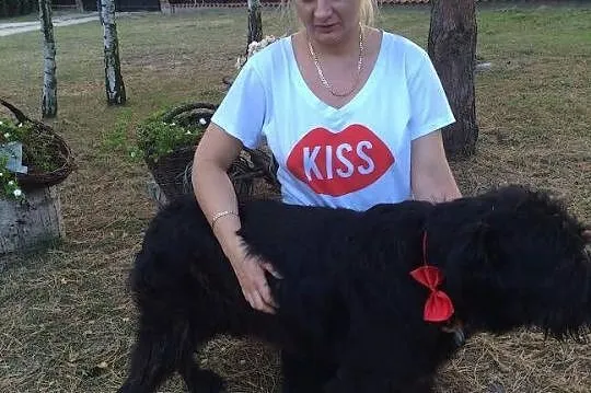 Borys wyrzucony na stare lata! SZNAUCER OLBRZYM AD