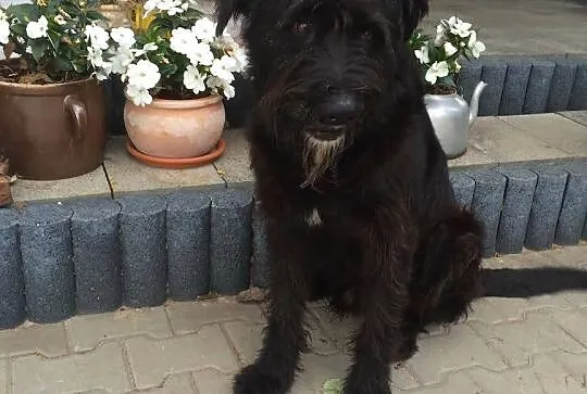 Borys wyrzucony na stare lata! SZNAUCER OLBRZYM AD