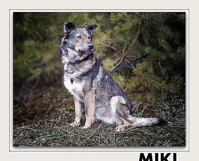 MIKI,18kg,średni,młody,1,5roku,łagodny,szczepiony piesek.ADOPCJA, Łódzkie, Łódź