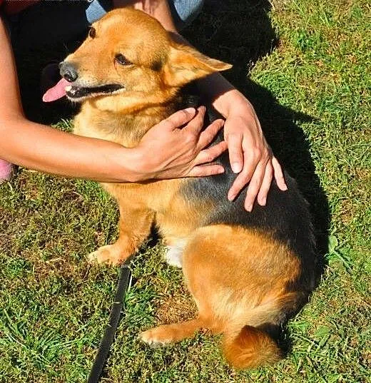 LAKI - mały piesek ze złamaną szczęką do adopcji,