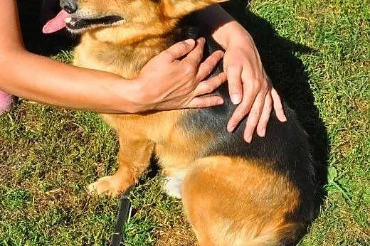 LAKI - mały piesek ze złamaną szczęką do adopcji, 