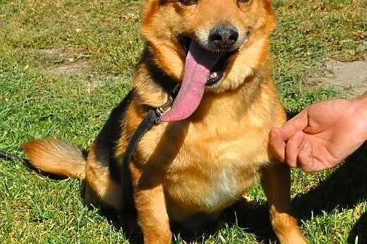 LAKI - mały piesek ze złamaną szczęką do adopcji, 