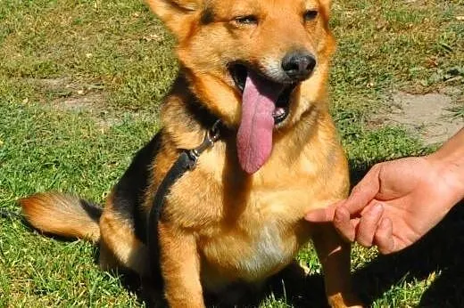 LAKI - mały piesek ze złamaną szczęką do adopcji, 