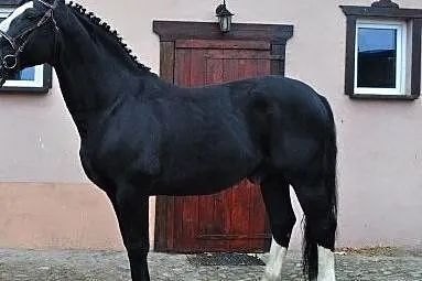 Sprzedam Ogiera Śląskiego., , Kożuchów