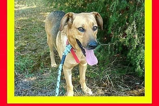 Przyjazny,energiczny,przytulaśny,kocha przestrzeń i spacery,pies PLUTO,  dolnośląskie Wrocław