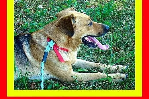 Przyjazny,energiczny,przytulaśny,kocha przestrzeń 