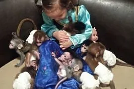 uspołecznione dzieci gotowe do nowych domów małpa