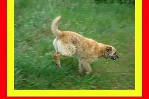17kg ,średnio ruchliwy,kocha spacery,pies KACZOR, 