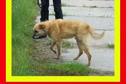 17kg ,średnio ruchliwy,kocha spacery,pies KACZOR, 