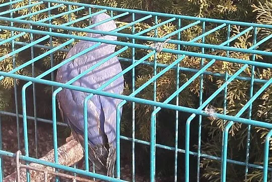 Aleksandretta obrażona fiolet 2018r, Mazowieckie, Radom
