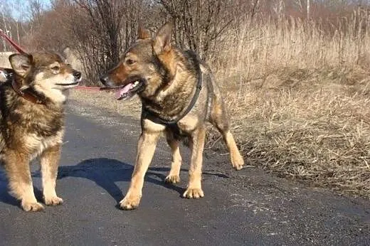 Aleks marzy o domku gdzie będzie szczęśliwy i koch