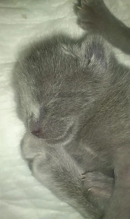 Kocięta rosyjskie niebieskie MAESTICA*PL Felis Pol