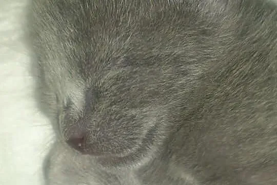 Kocięta rosyjskie niebieskie MAESTICA*PL Felis Pol