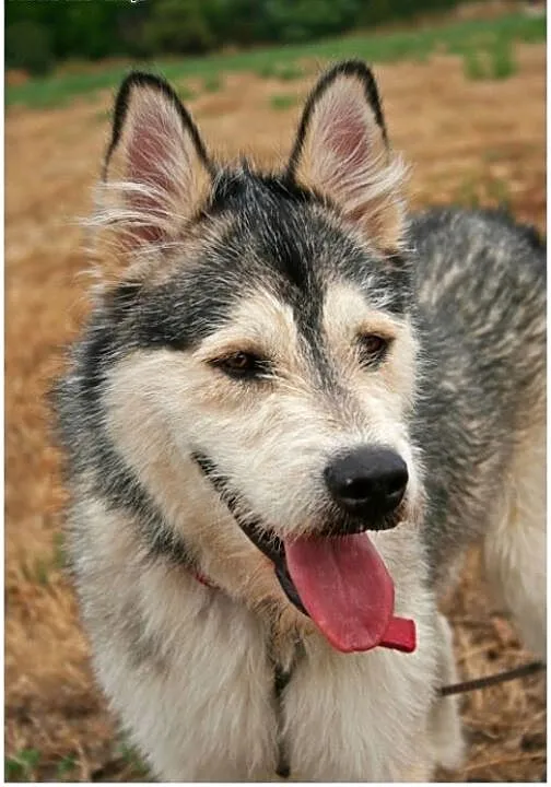 Lemon - przyjazny mix husky czeka na adopcję, pom