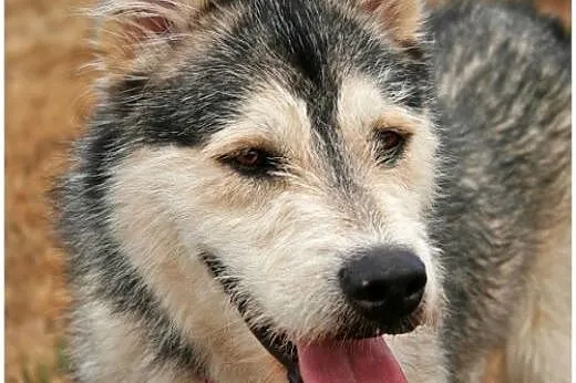 Lemon - przyjazny mix husky czeka na adopcję, pomorskie Gdańsk