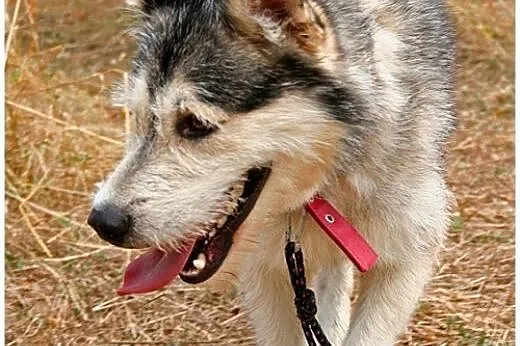 Lemon - przyjazny mix husky czeka na adopcję,  pom