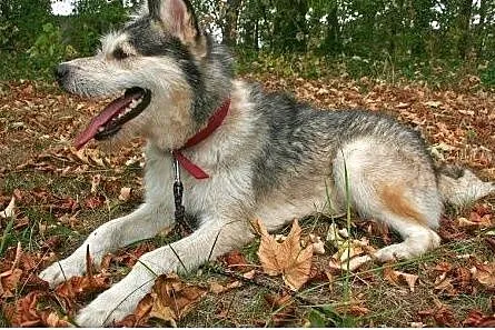 Lemon - przyjazny mix husky czeka na adopcję,  pom
