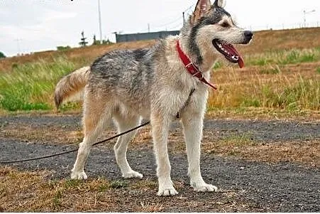 Lemon - przyjazny mix husky czeka na adopcję,  pom