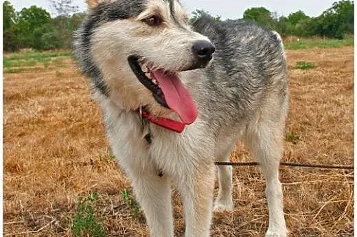 Lemon - przyjazny mix husky czeka na adopcję,  pom
