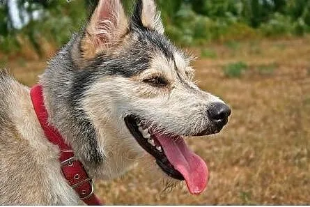 Lemon - przyjazny mix husky czeka na adopcję,  pom