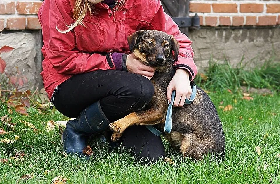 Miętka, młodziutka, przesłodka sunia, wesoła i prz
