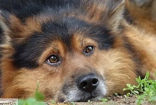 Miś i Lena dwójka wspaniałych przyjaciół marzy i kochającym domku, Wielkopolskie, Poznań
