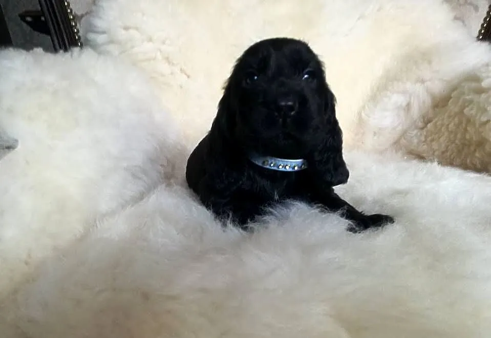 Cocker Spaniel Angielski piesek, Łódzkie, Radomsko