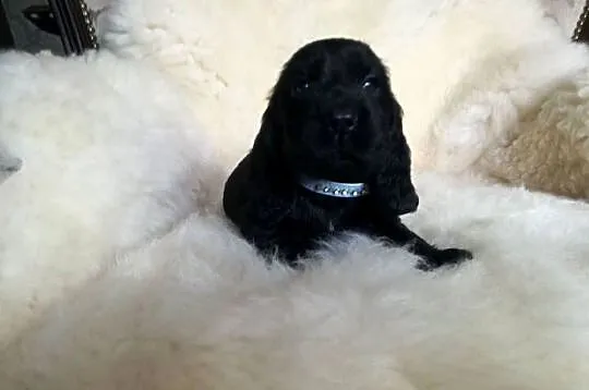 Cocker Spaniel Angielski piesek, Łódzkie, Radomsko