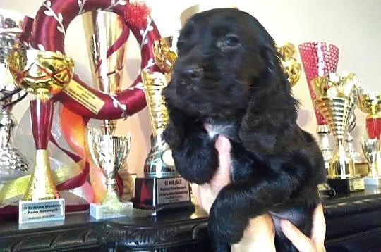 Cocker Spaniel Angielski piesek, Łódzkie, Radomsko