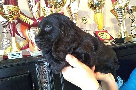 Cocker Spaniel Angielski piesek, Łódzkie, Radomsko