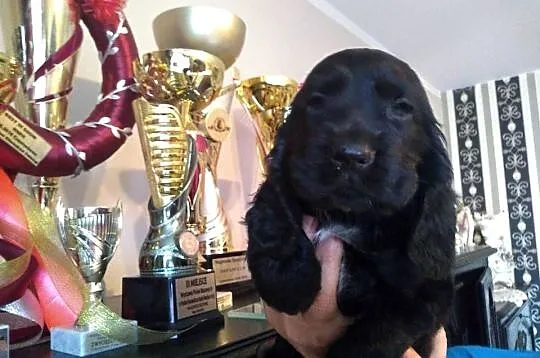 Cocker Spaniel Angielski piesek, Łódzkie, Radomsko