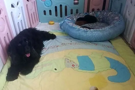 Cocker Spaniel Angielski piesek, Łódzkie, Radomsko
