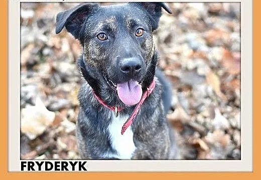 FRYDERYK,traci dom,łagodny,wesoły piesek do adopcj