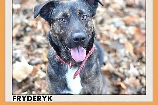 FRYDERYK,traci dom,łagodny,wesoły piesek do adopcj