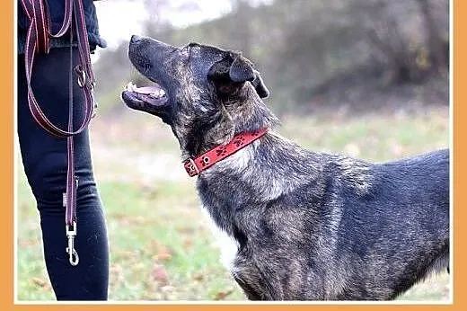 FRYDERYK,traci dom,łagodny,wesoły piesek do adopcj