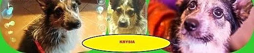 Krysia – maleńka istotka o gołębim serdu