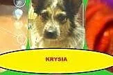 Krysia &#8211; maleńka istotka o gołębim serdu
