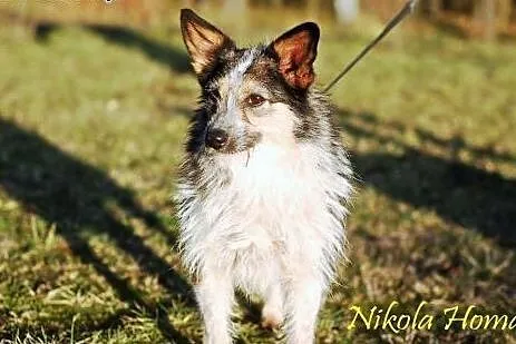 Krysia &#8211; maleńka istotka o gołębim serdu