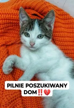 8 tygodniowy kotek Orzeszek PILNIE szuka domu!  PILNIE POSZUKIWANY DOM DLA MAŁEGO ORZESZKA! Kochani,