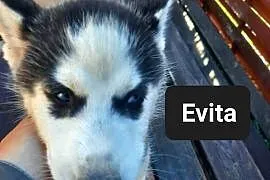 Syberiany husky