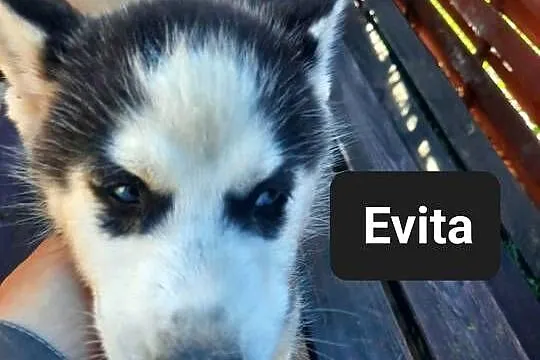 Syberiany husky