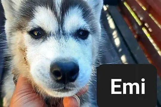 Syberiany husky, Pomorskie, Wejherowo