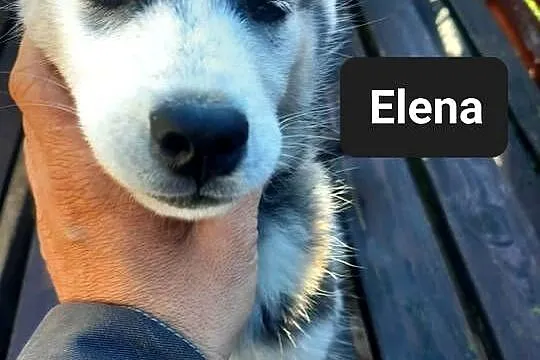 Syberiany husky, Pomorskie, Wejherowo